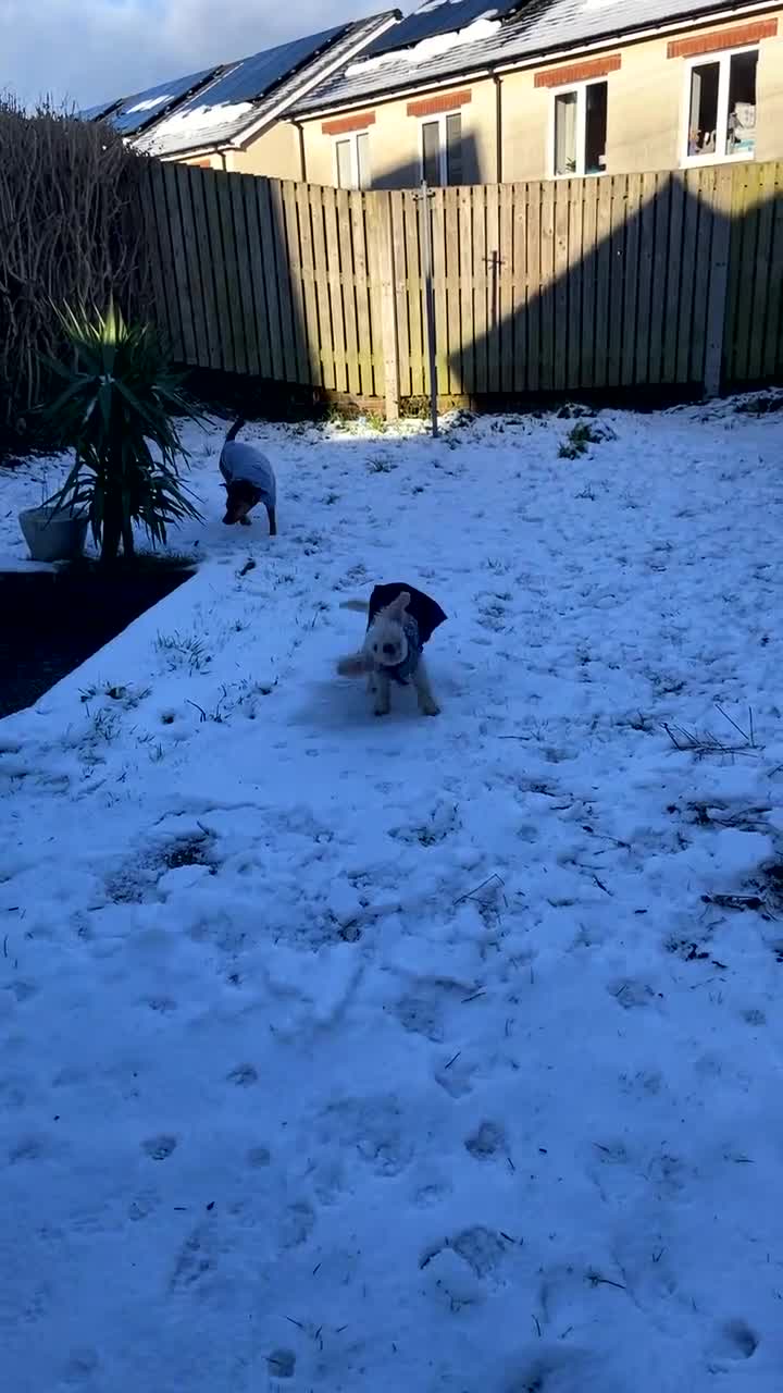 Mixed Breed dogs for sale: Collie Cross Border Terrier  - Video 1