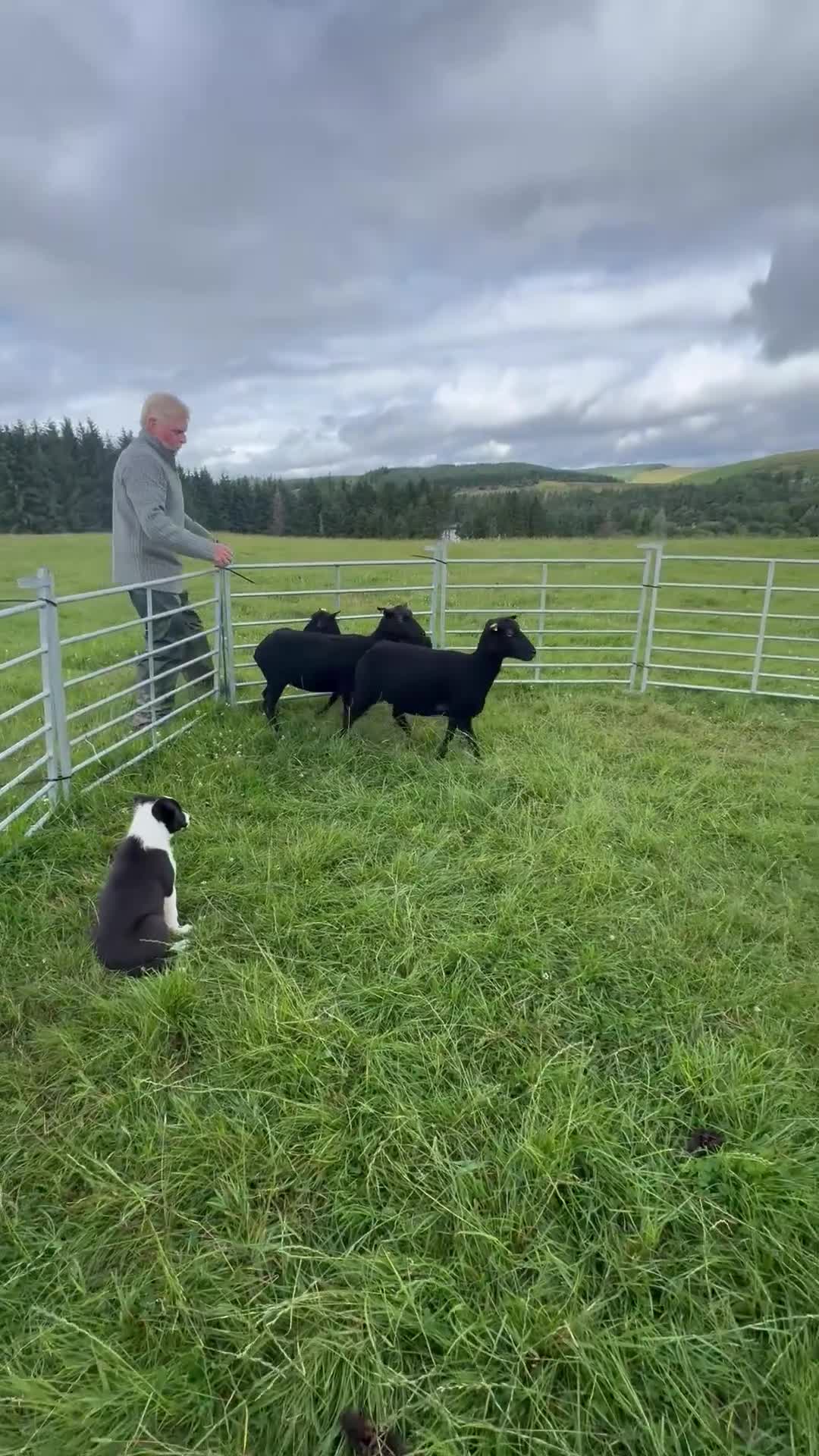 Border Collie dogs for sale: Male Border Collies - Video 1