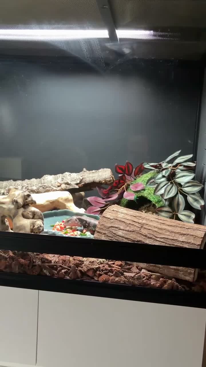 Skink reptiles for sale: Halmahera Blue Tongue Skink in Reading - Video 1