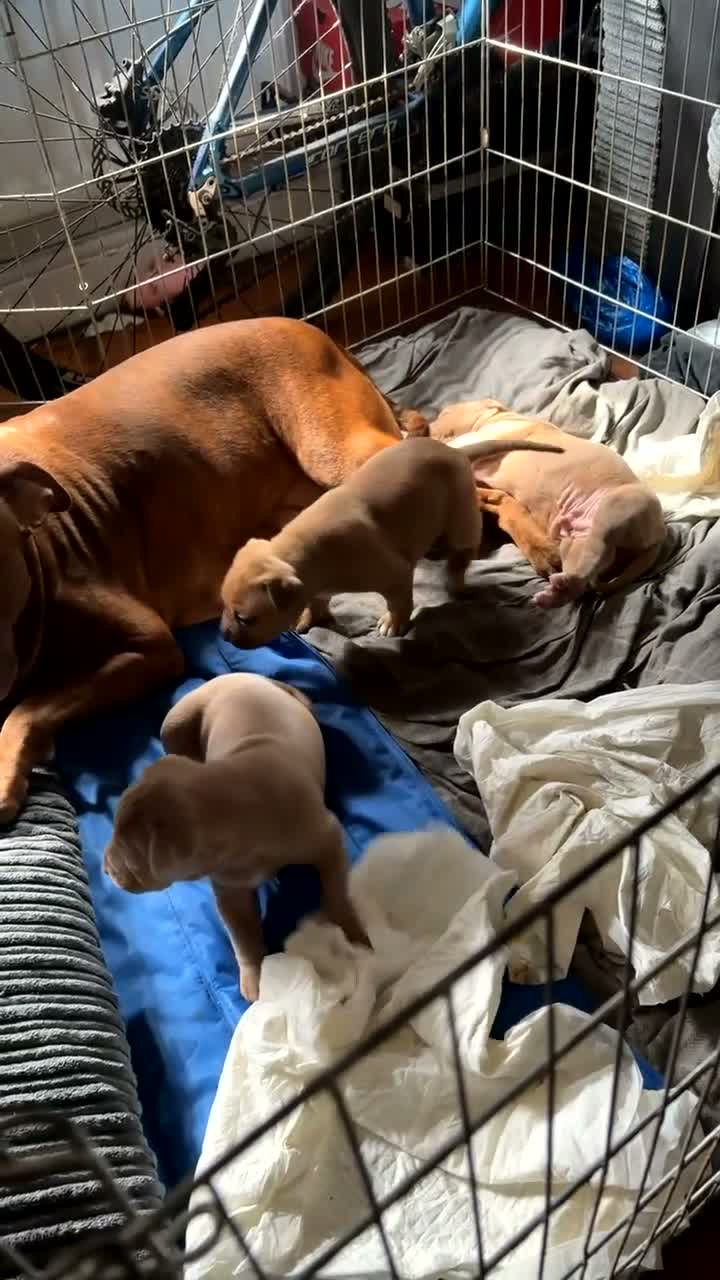 Staffordshire Bull Terrier dogs for sale: Staffy puppies  in London - Video 1
