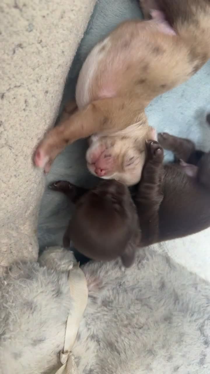 Chihuahua dogs for sale: Tiny Toy apple head chihuahuas.  in Rochester - Video 1