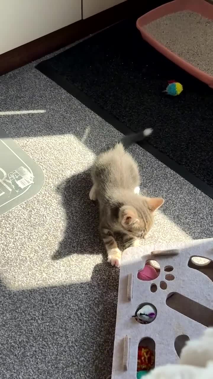 Mixed Breed cats for sale: Bengal, tabby x maincoon, British litter available in Brentford - Video 5