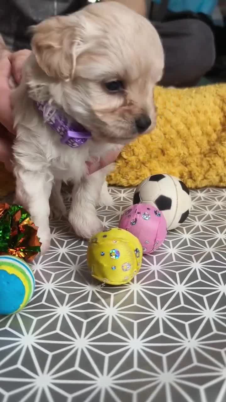 Maltipoo dogs for sale: F2 Mini Maltipoo,Toy size 4 boys - Video 2