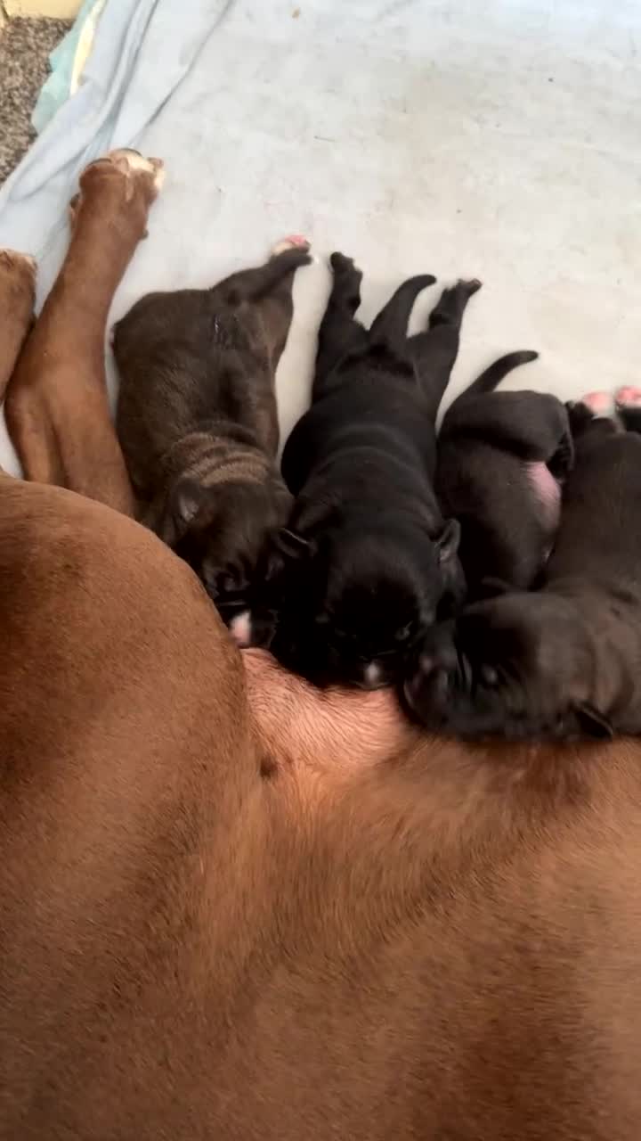 Mixed Breed dogs for sale: 7 beautiful puppies for sale - Video 1