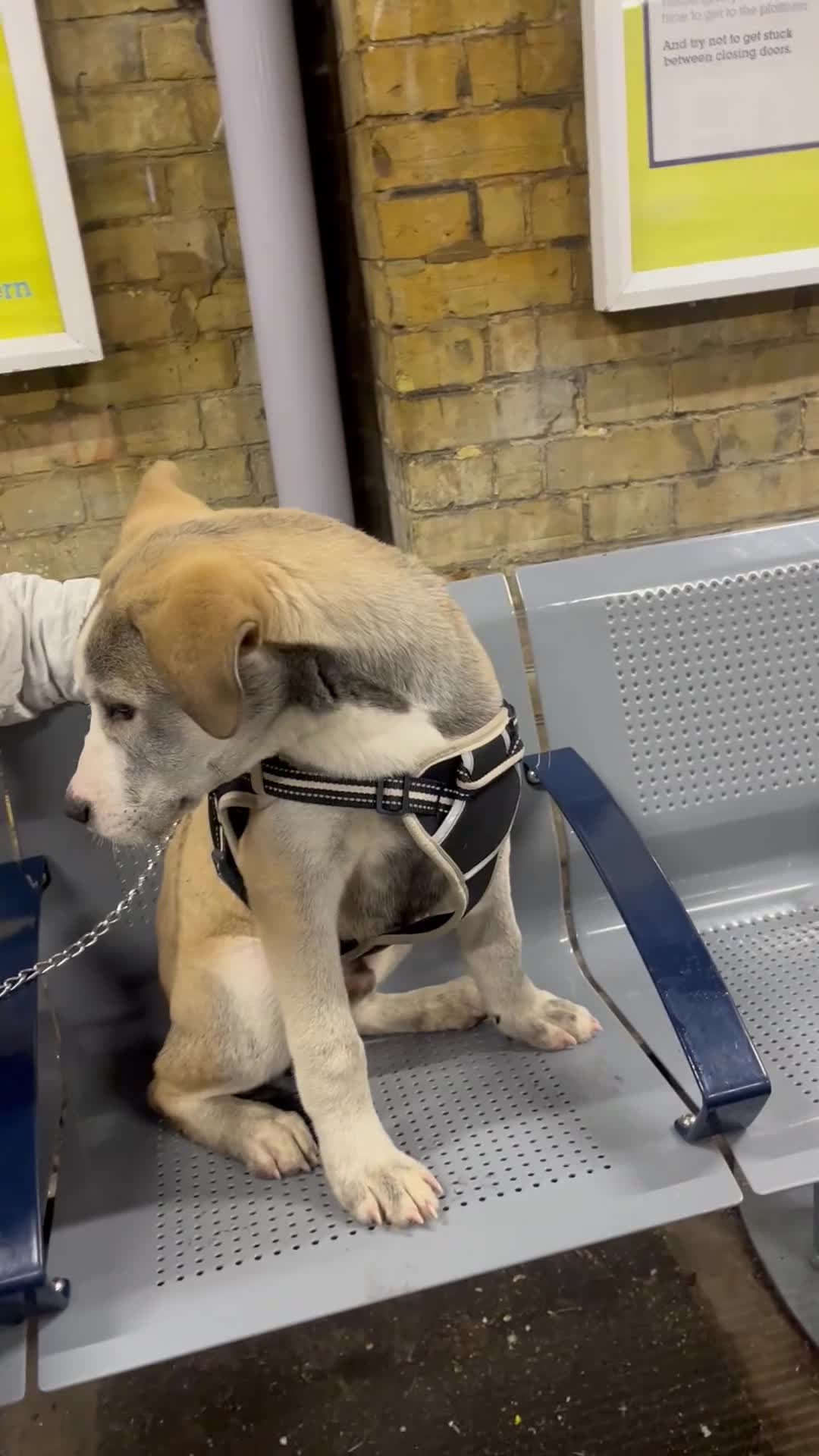 Turkish Kangal dogs for sale: Turkish kangal puppy  - Video 2