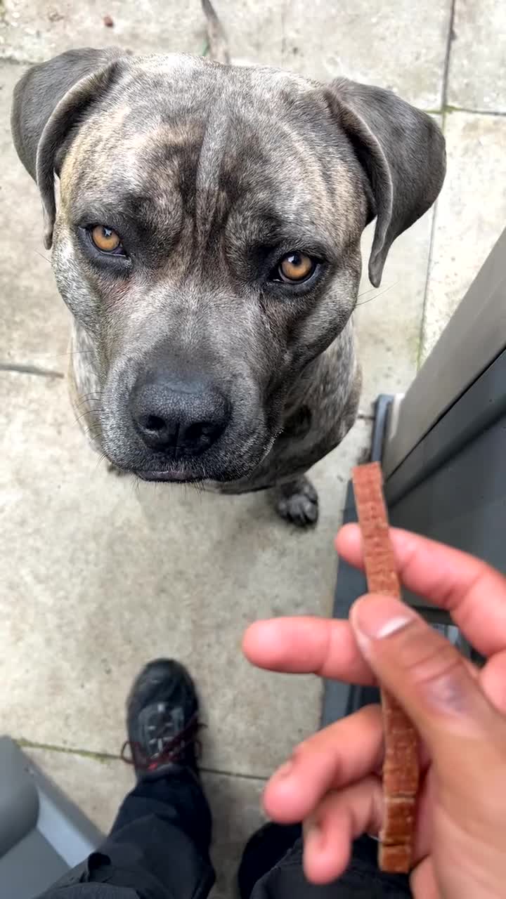 Cane Corso dogs for stud: Reverse Brindle Cane Corso Stud - Video 1