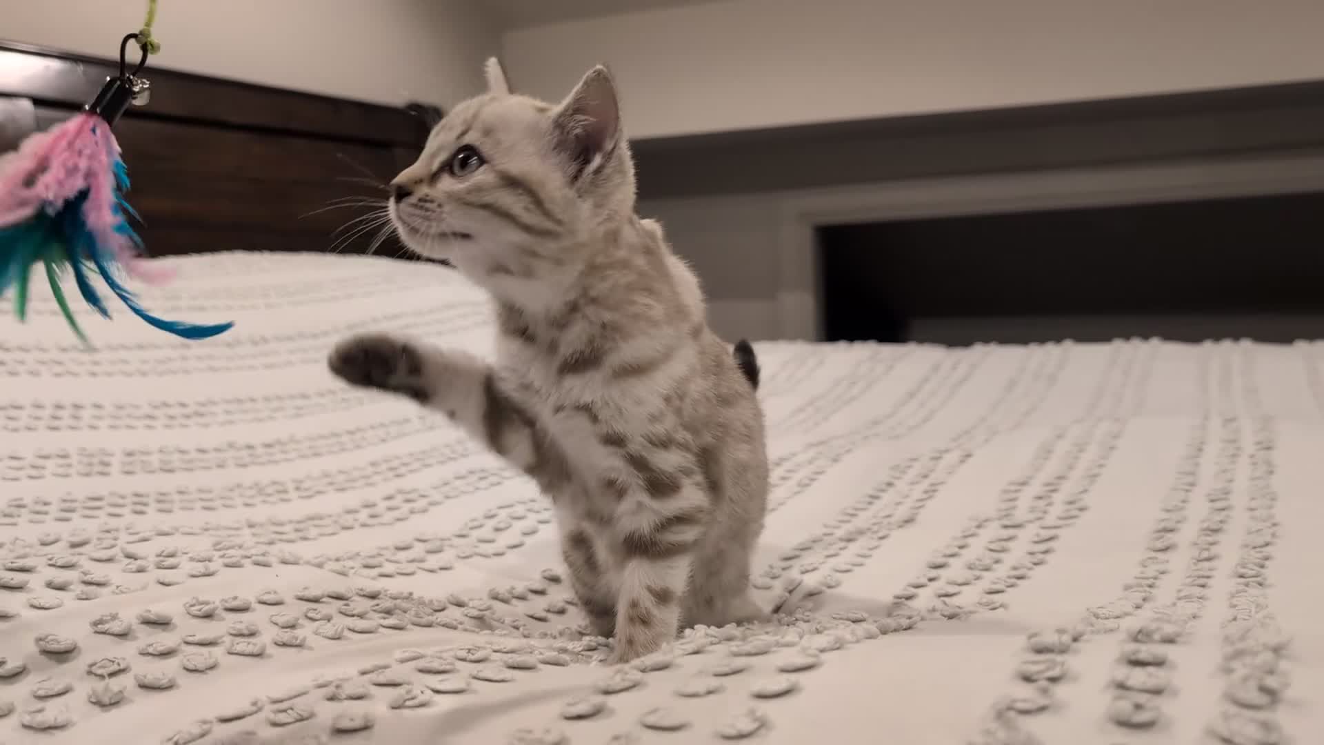 Bengal cats for sale: 🤍🩶 Stunning Snow Bengal Kittens 🩶🤍 - Video 1