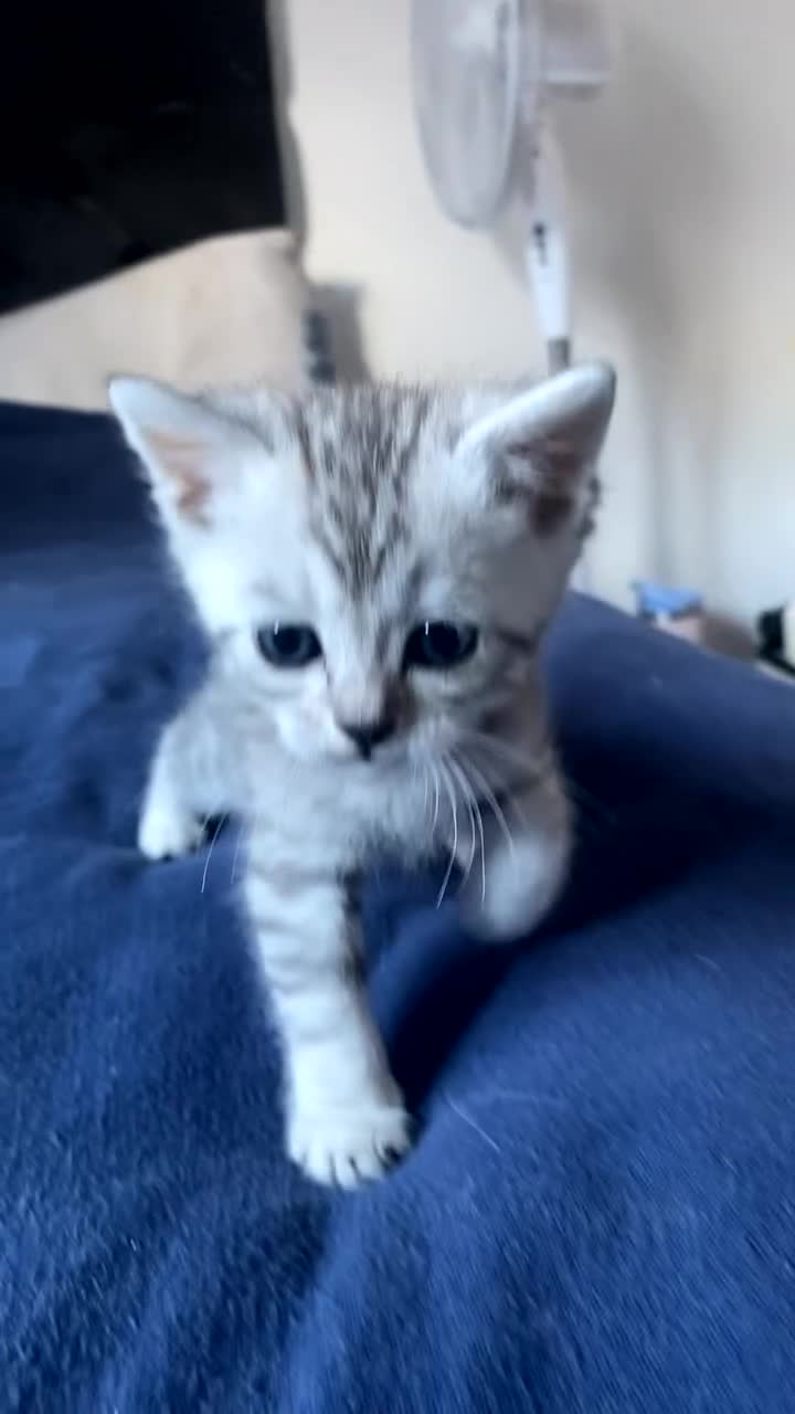 Scottish Fold cats for sale: Stunning Scottish fold kittens  - Video 2
