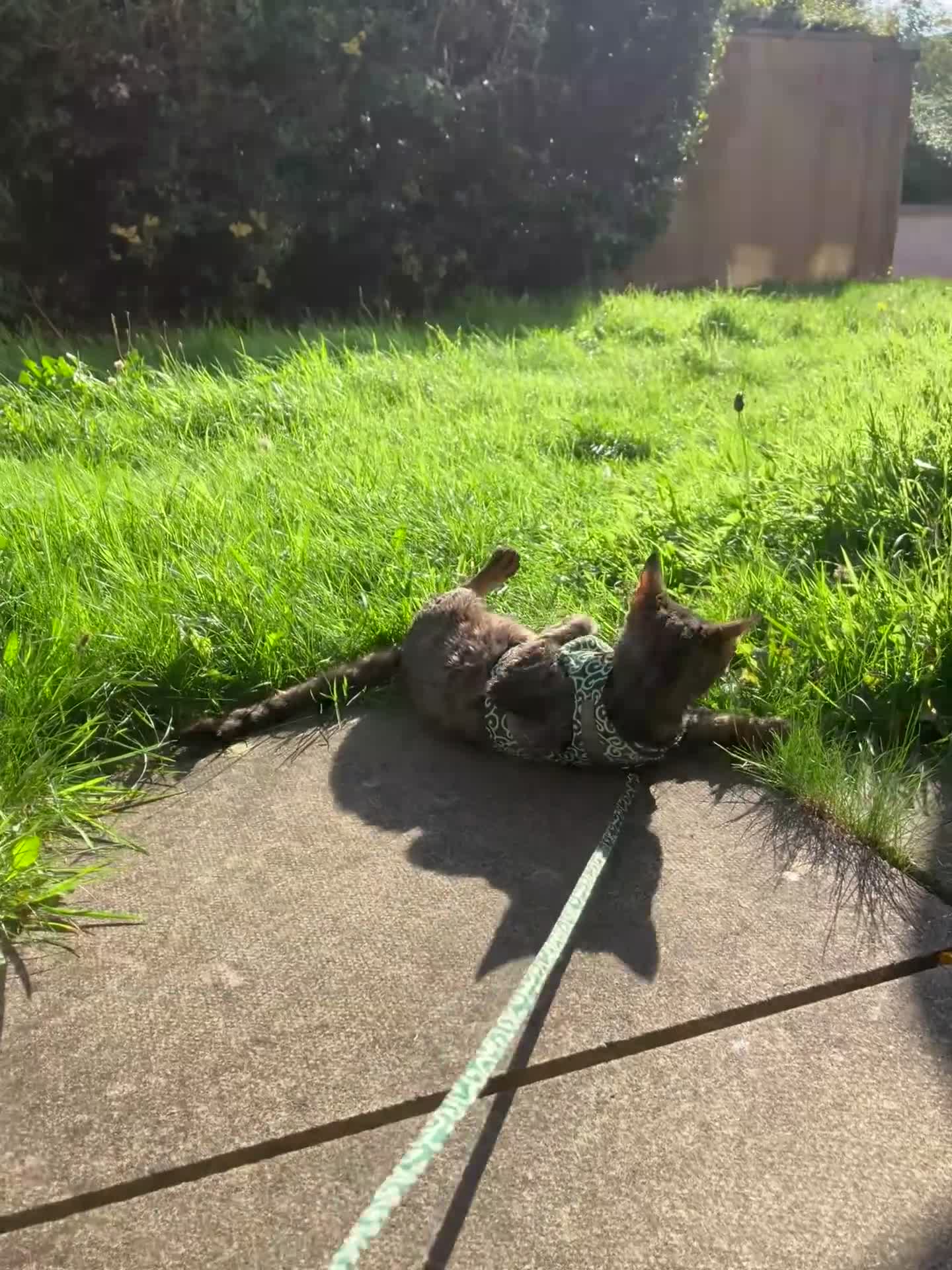 Devon Rex cats for sale: GCCF Registered Young Adult Females - Video 1