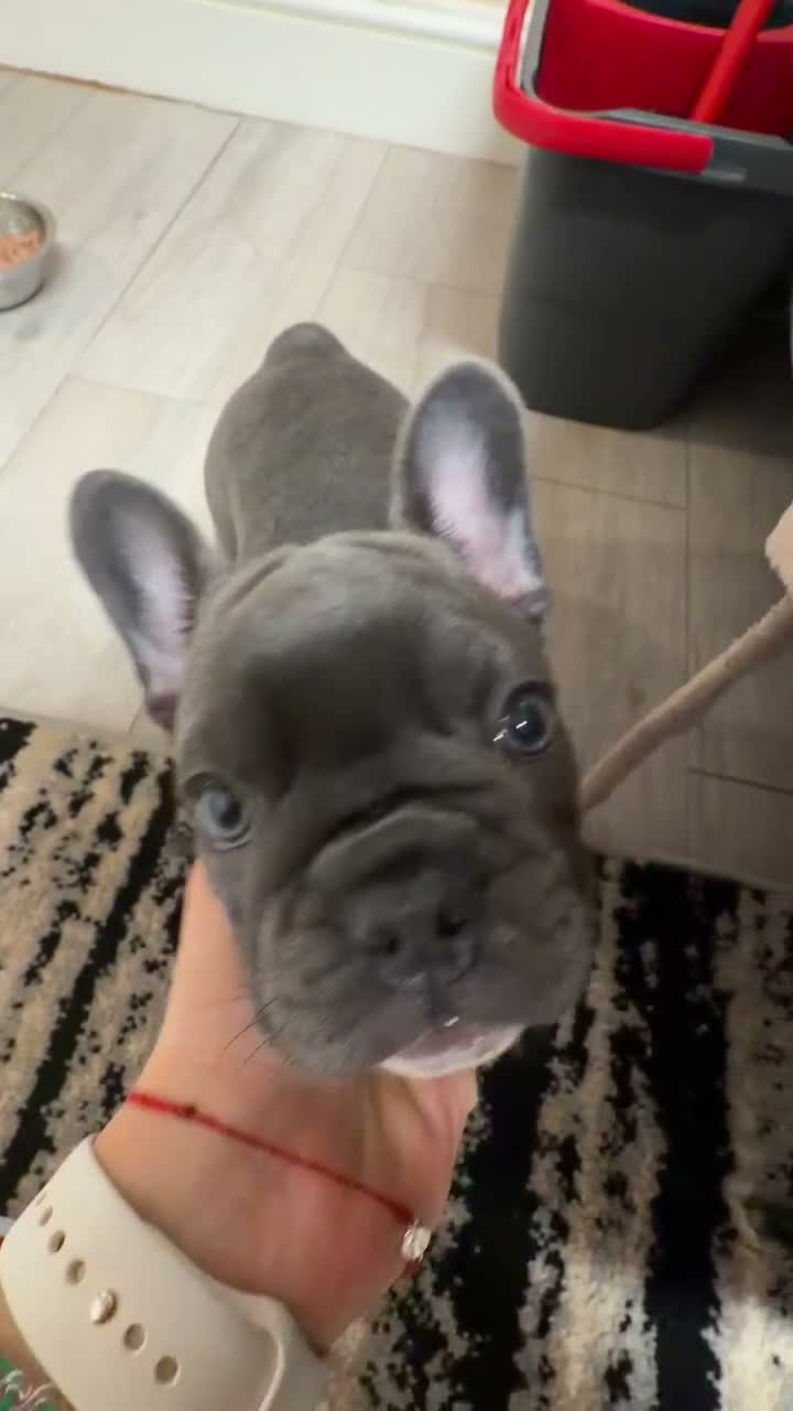 French Bulldog dogs for sale: Beautiful Blue French Bulldog Girl – Ready now - Video 2