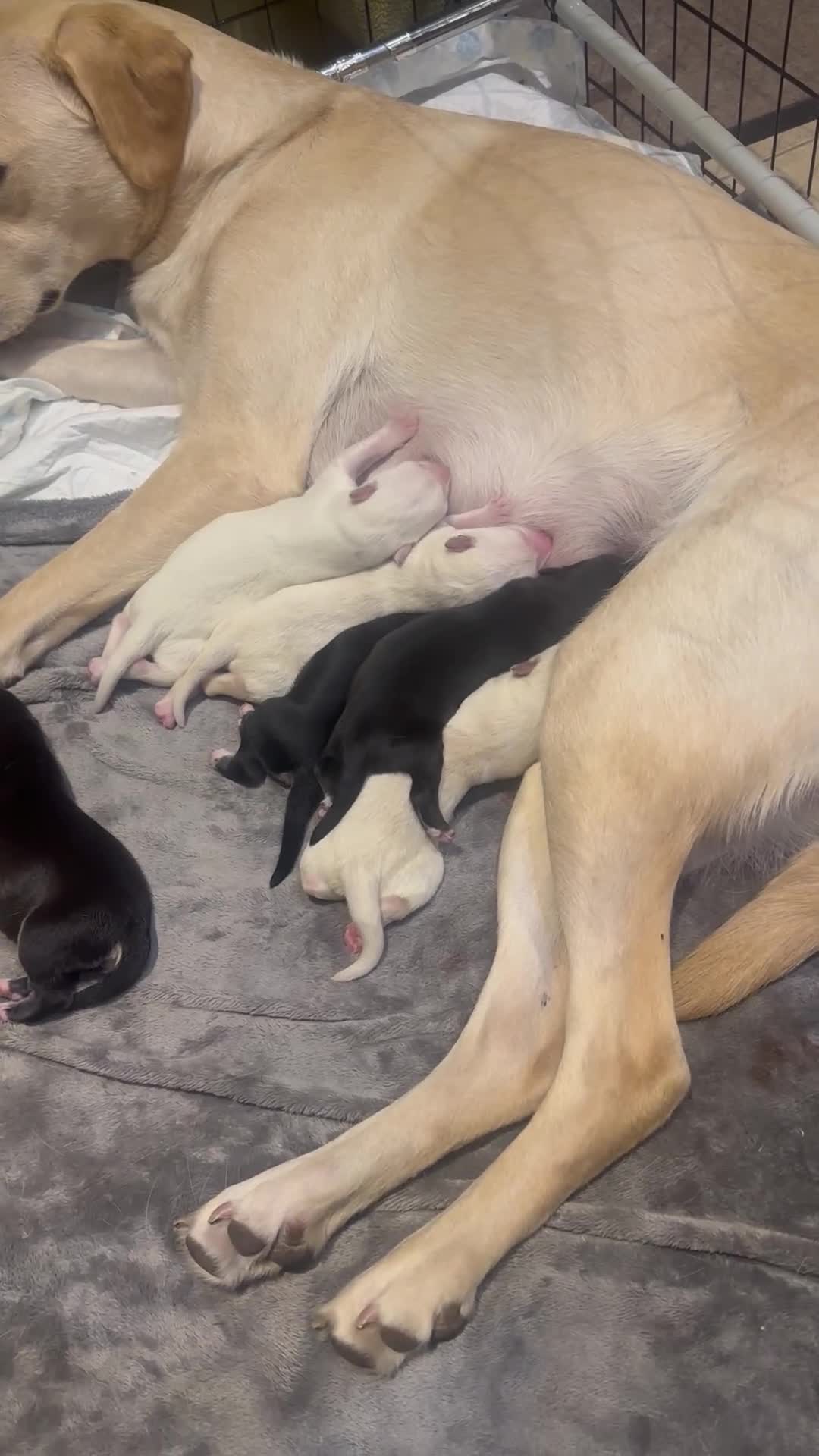Mixed Breed dogs for sale: Huskador puppies (last little girl) in Shipley - Video 2