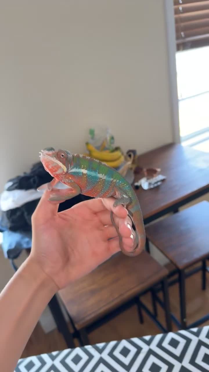 Chameleon reptiles for sale: True nosy be blue panther chameleon  in Reading - Video 1
