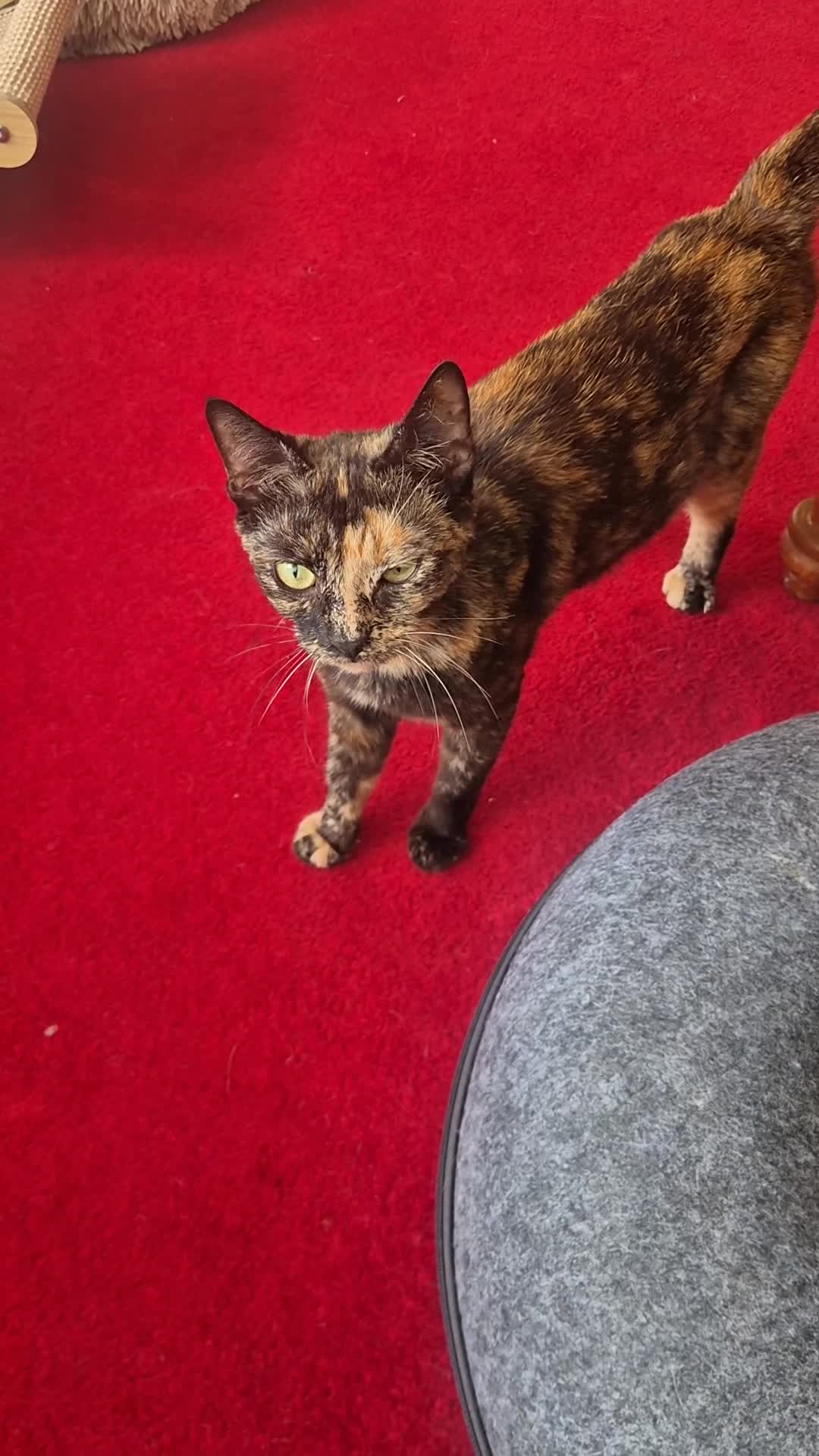 Mixed Breed cats for sale: Cute tabby kitten - Video 2