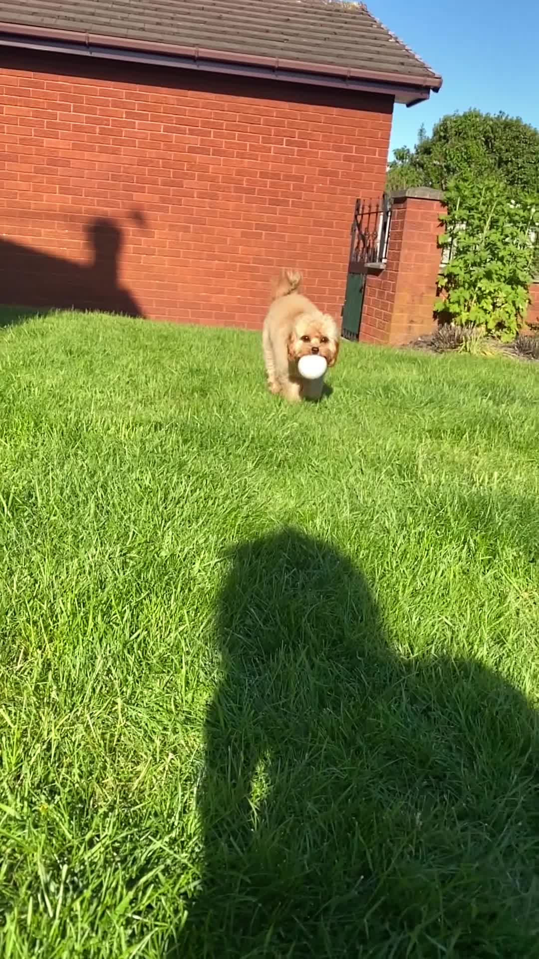 Cavapoo dogs for stud: 🐾 Proven F1 Cavapoo Stud – £300 🐾 in Chesterfield - Video 1