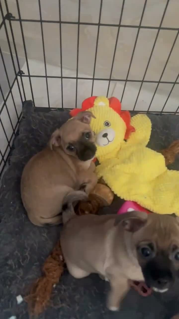 Jug dogs for sale: Jugs puppy  - Video 1