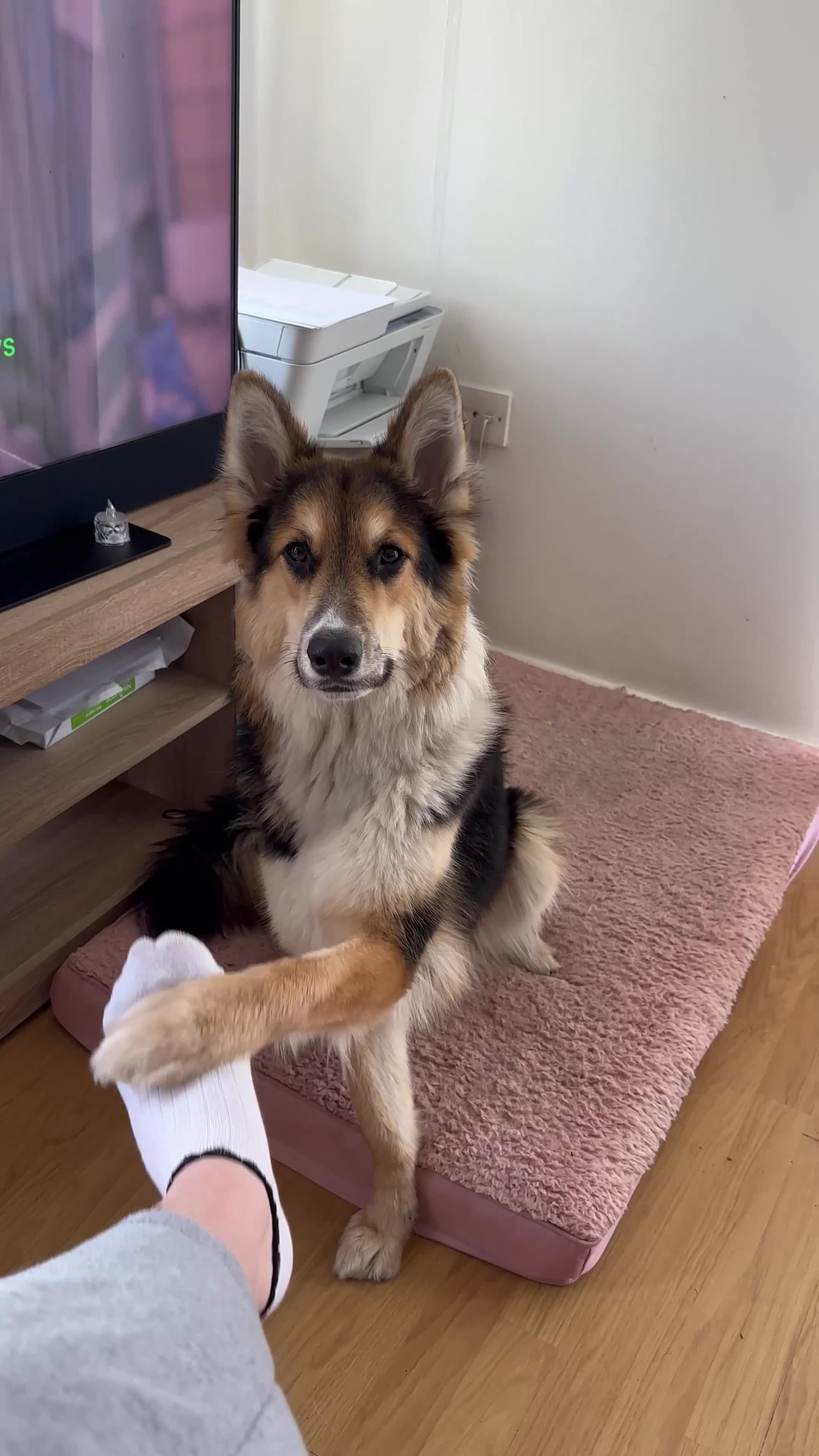 Shepsky dogs for sale: German Shepard X husky in Liverpool - Video 1