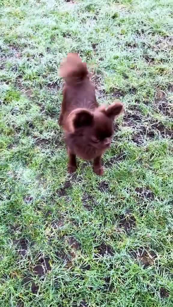 Chihuahua dogs for stud: Solid chocolate KC LC Ukrainian import DNA tested  in Stafford - Video 1