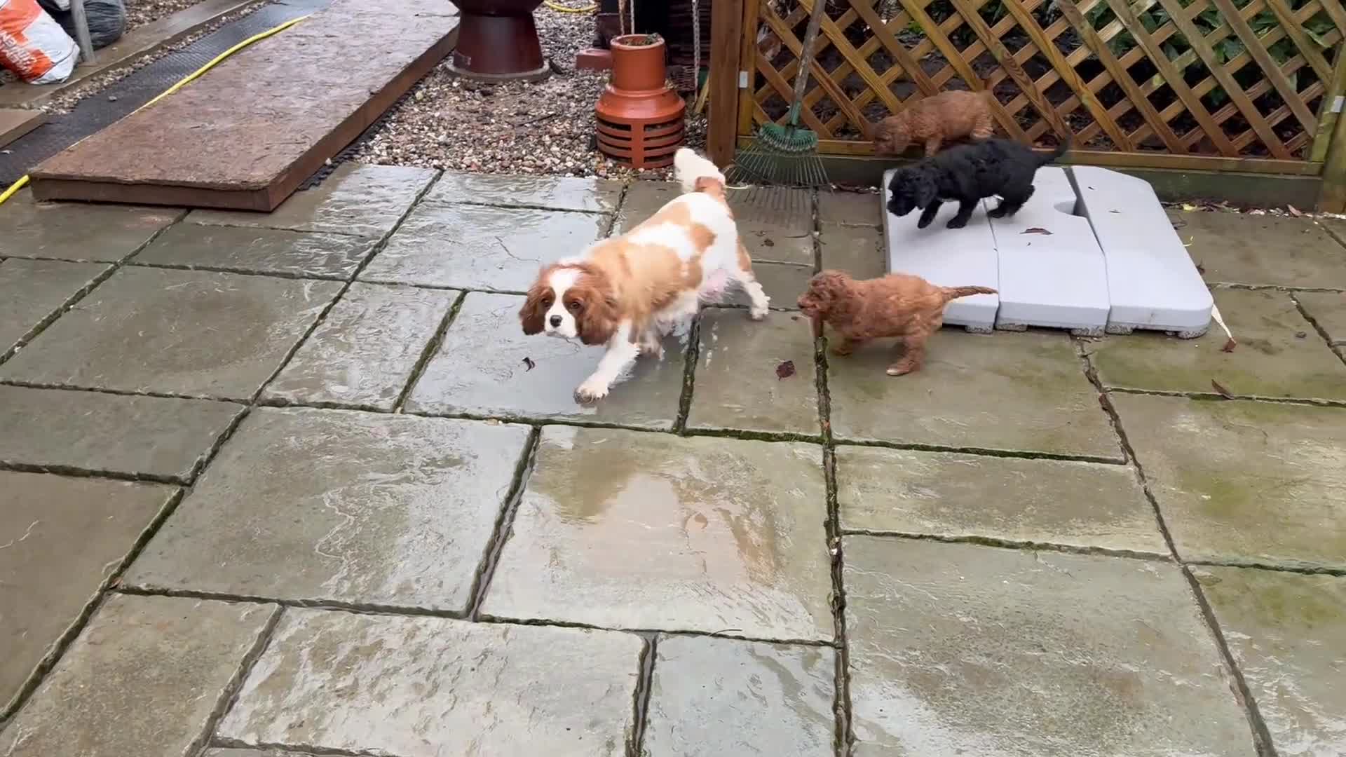 Cockapoo dogs for sale: Show Cockapoo F1b black boy left 5* breeder - Video 1