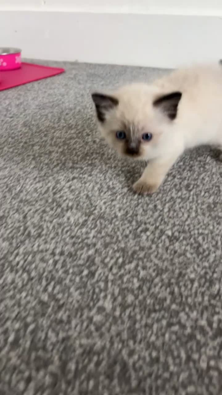 Ragdoll cats for sale: 5 Purebred Ragdoll Kittens in Keith - Video 3