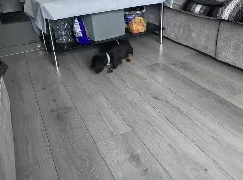Dachshund dogs for sale: 1 female left beautiful Dachshund  - Video 1