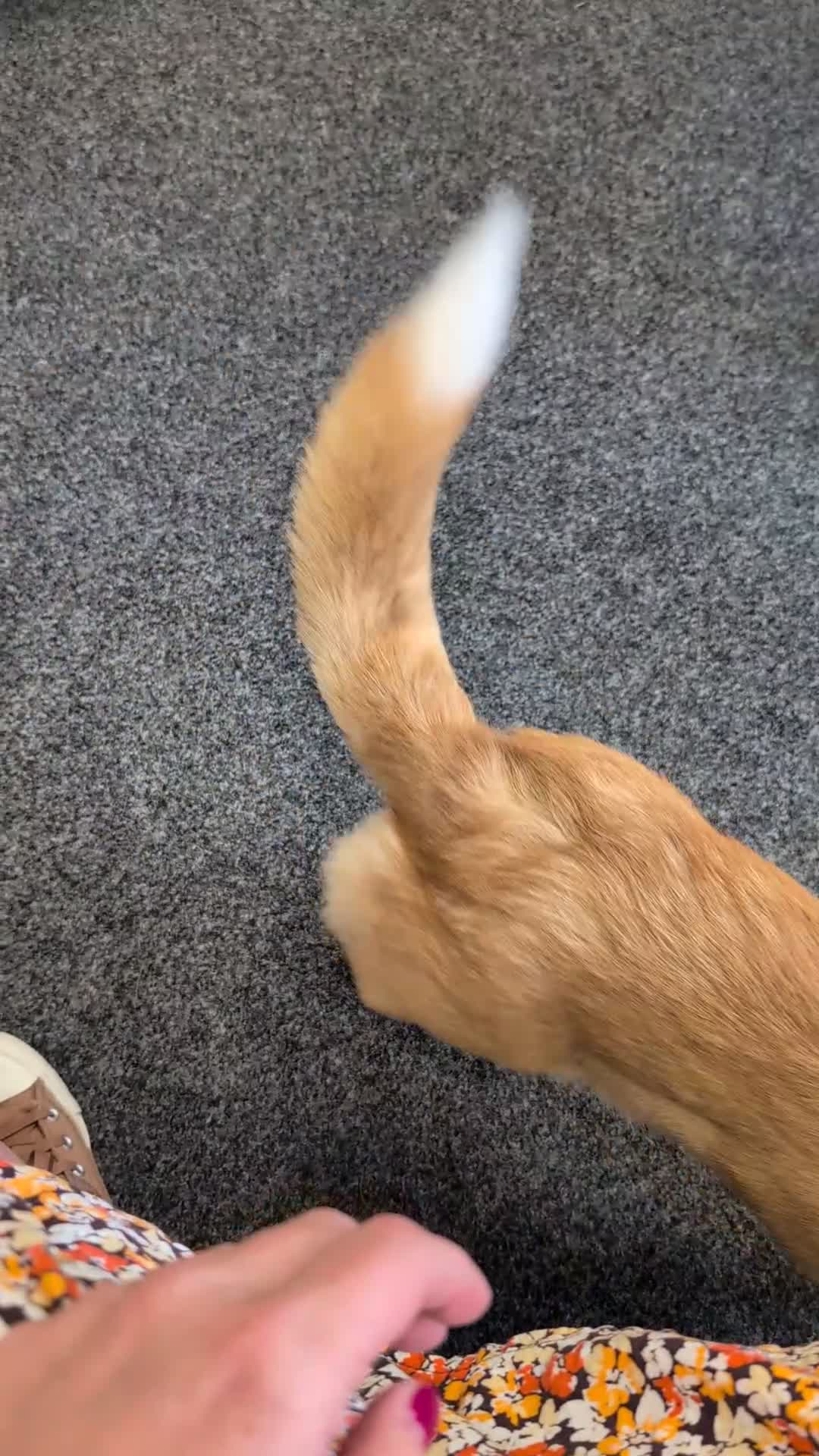 Mixed Breed dogs for sale: Flora  - Video 3