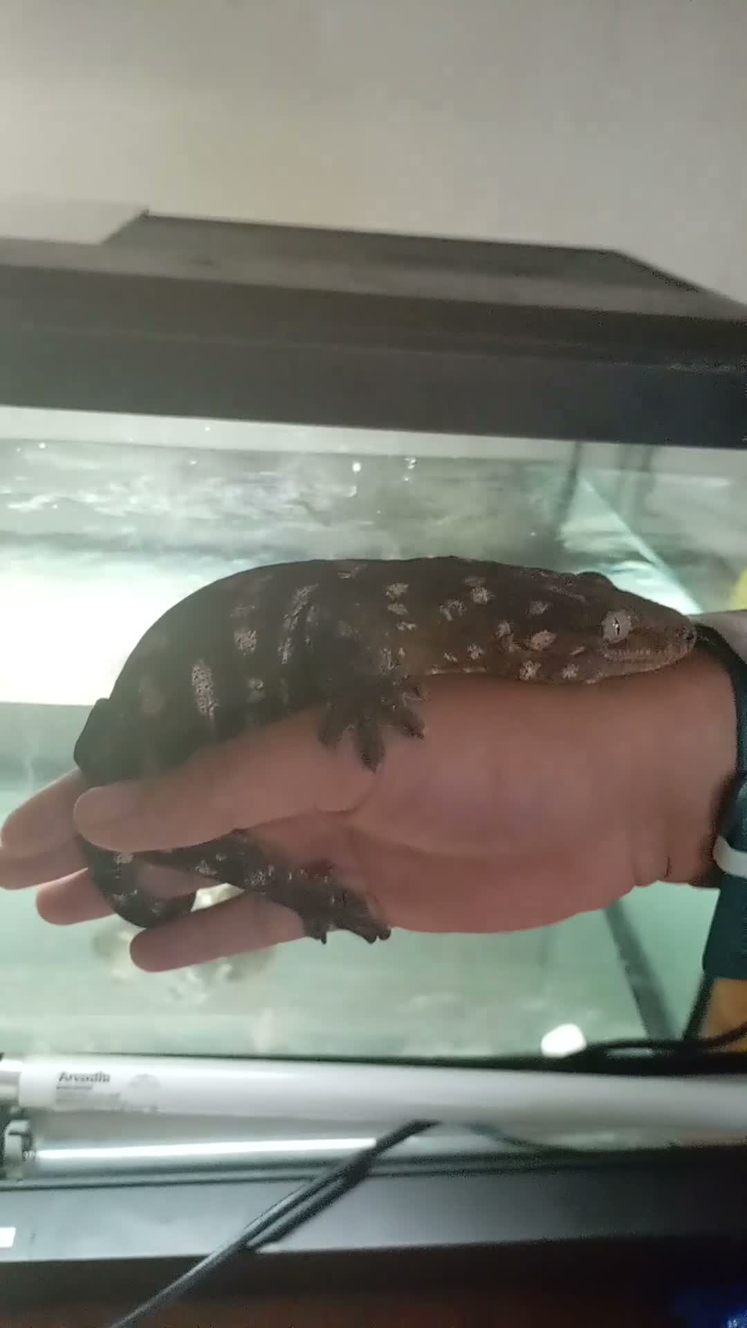 Mixed Breed reptiles for sale: Mix  replites available free delivery possible  - Video 5