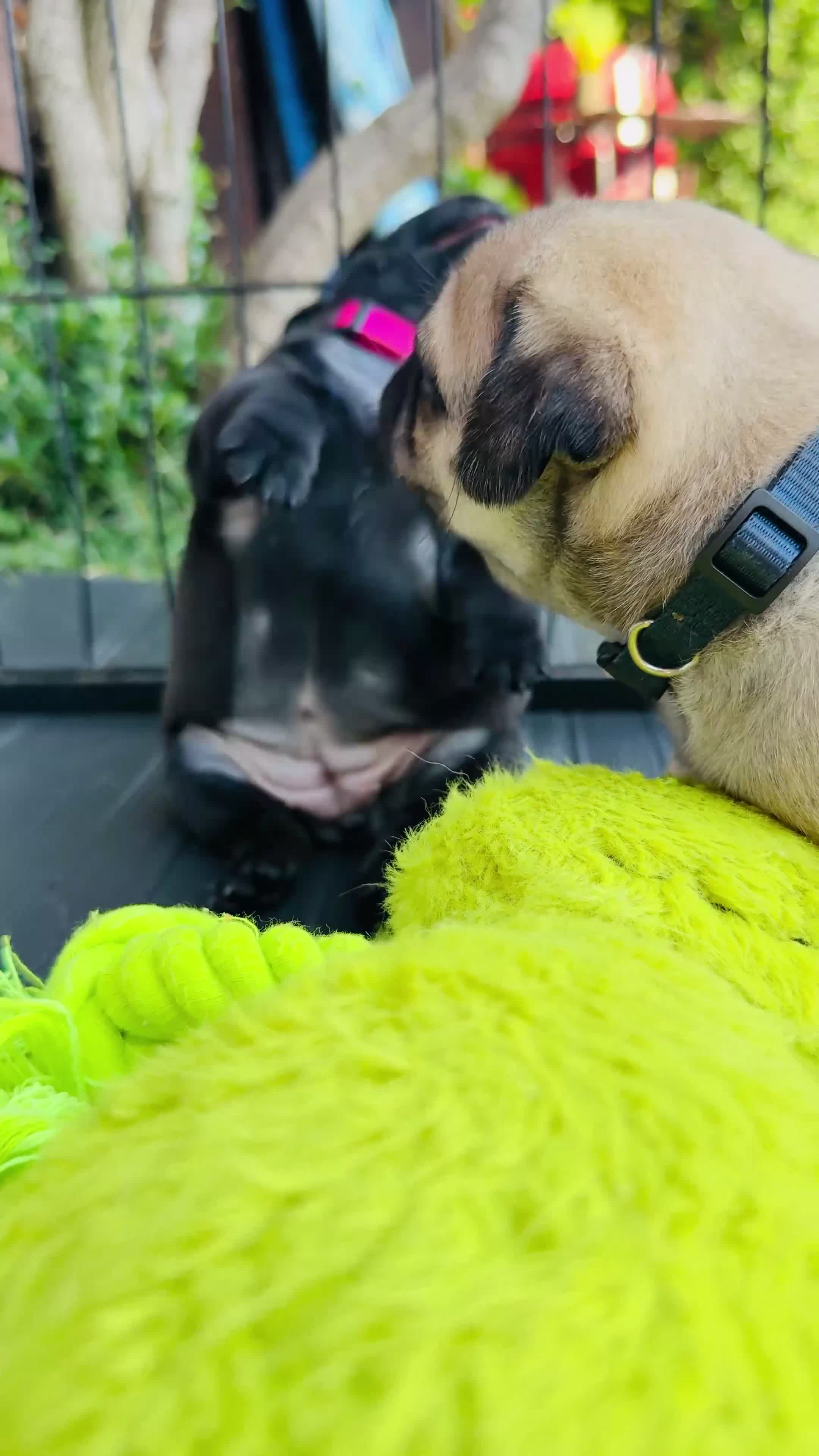 Pug dogs for sale: Only one girl left. Sale❤️Pug Puppies🥰 - Video 2
