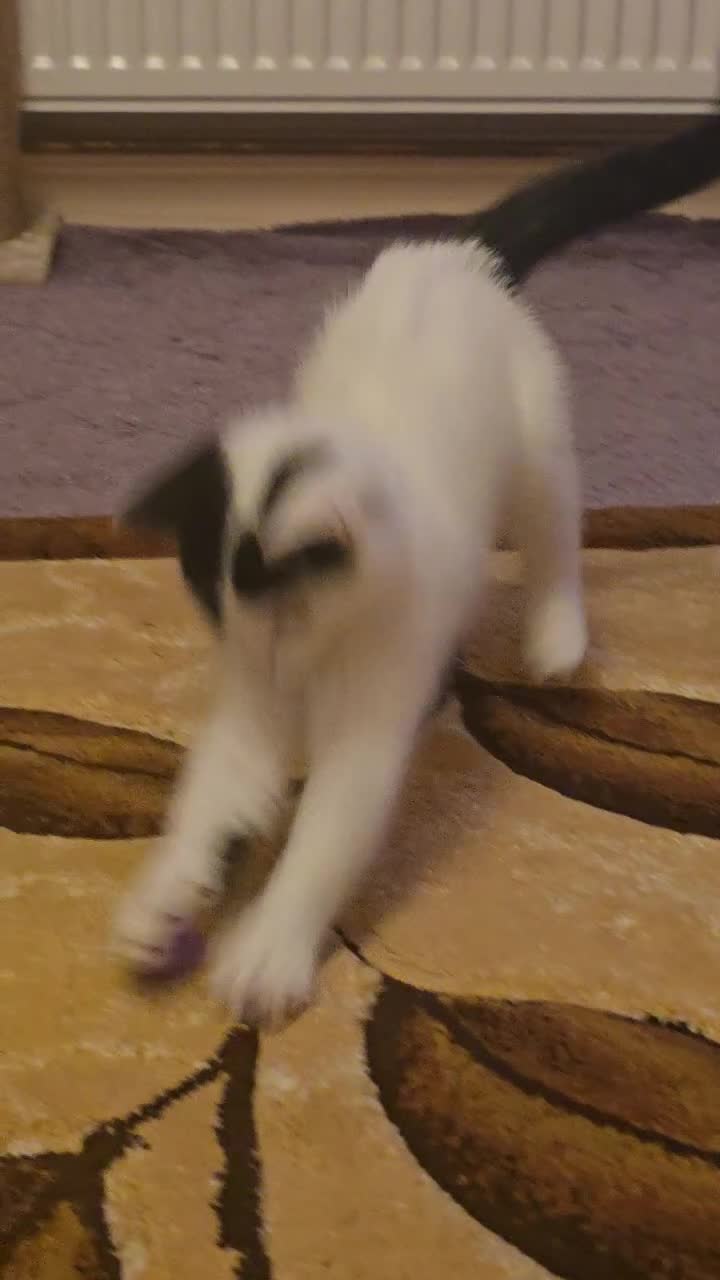 Domestic Shorthair cats for sale: Black and white Kitten come with  ** s  - Video 1