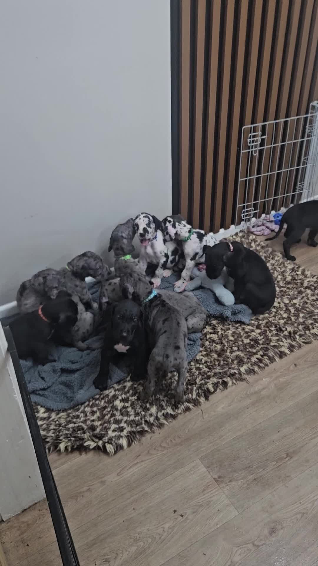 Great Dane dogs for sale: Great dane puppies  - Video 4