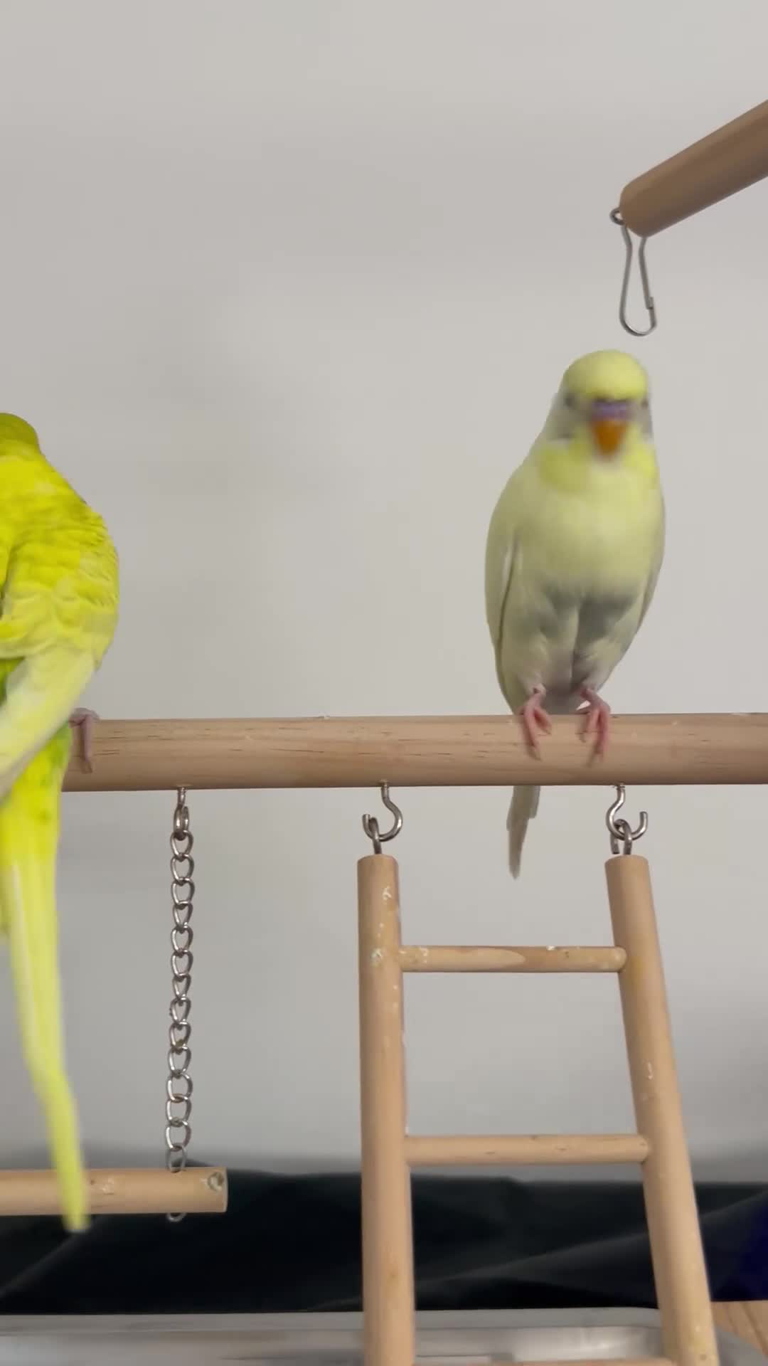Budgerigars birds for sale: Budgies for sale - Video 2