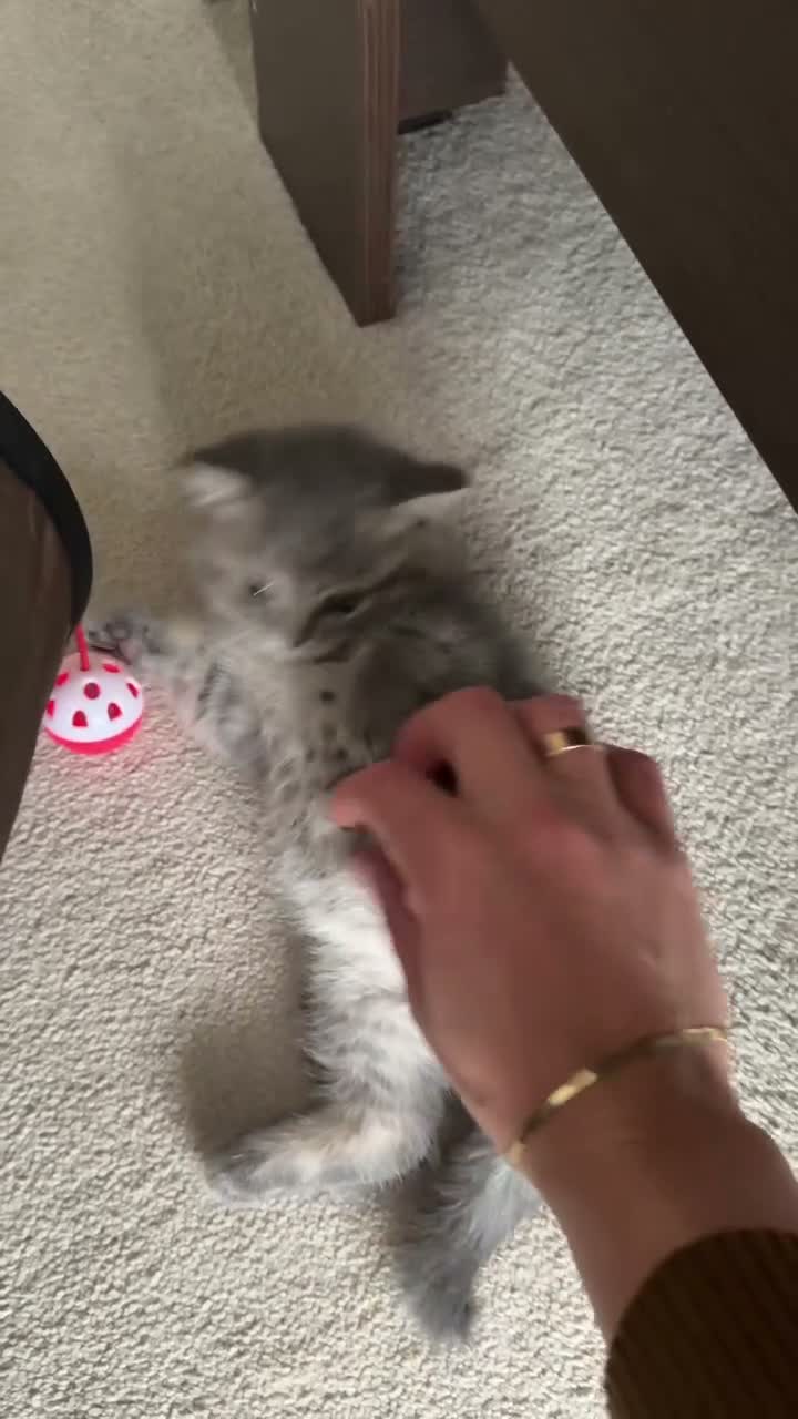 British Shorthair cats for sale: British Shorthair Tabby 1 - Video 2