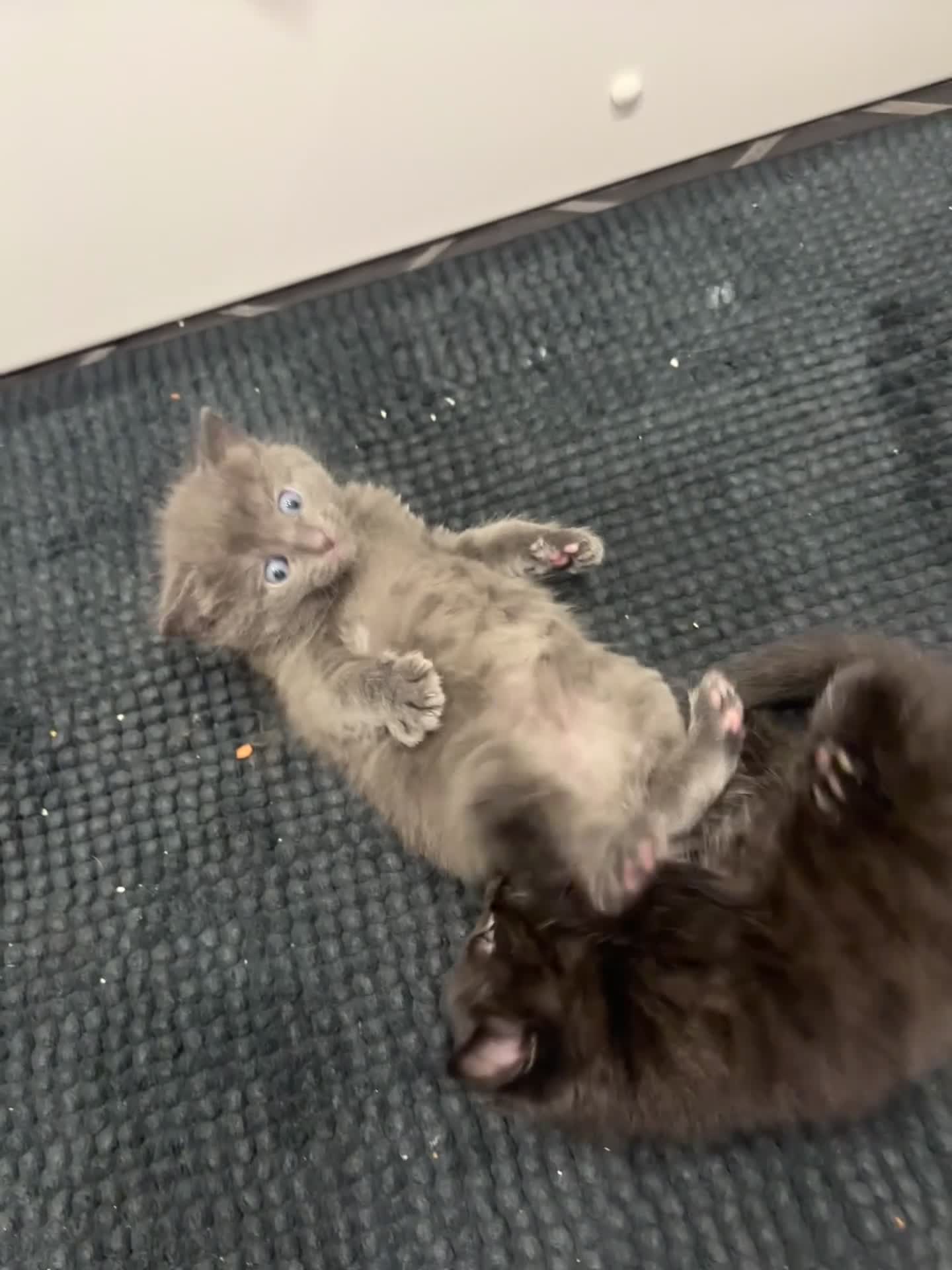 Mixed Breed cats for sale: Blue ragdoll x british shorthair - Video 1