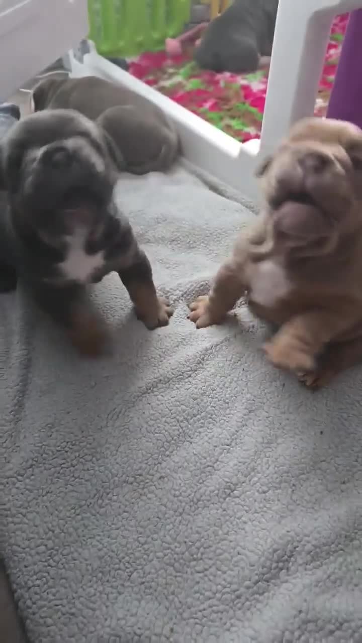 Mixed Breed dogs for sale: English bulldogs  - Video 1