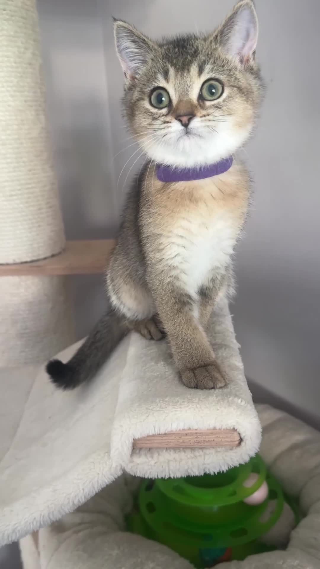 British Shorthair cats for sale: ‼️Ready now, last kitten left TICA registered  - Video 2