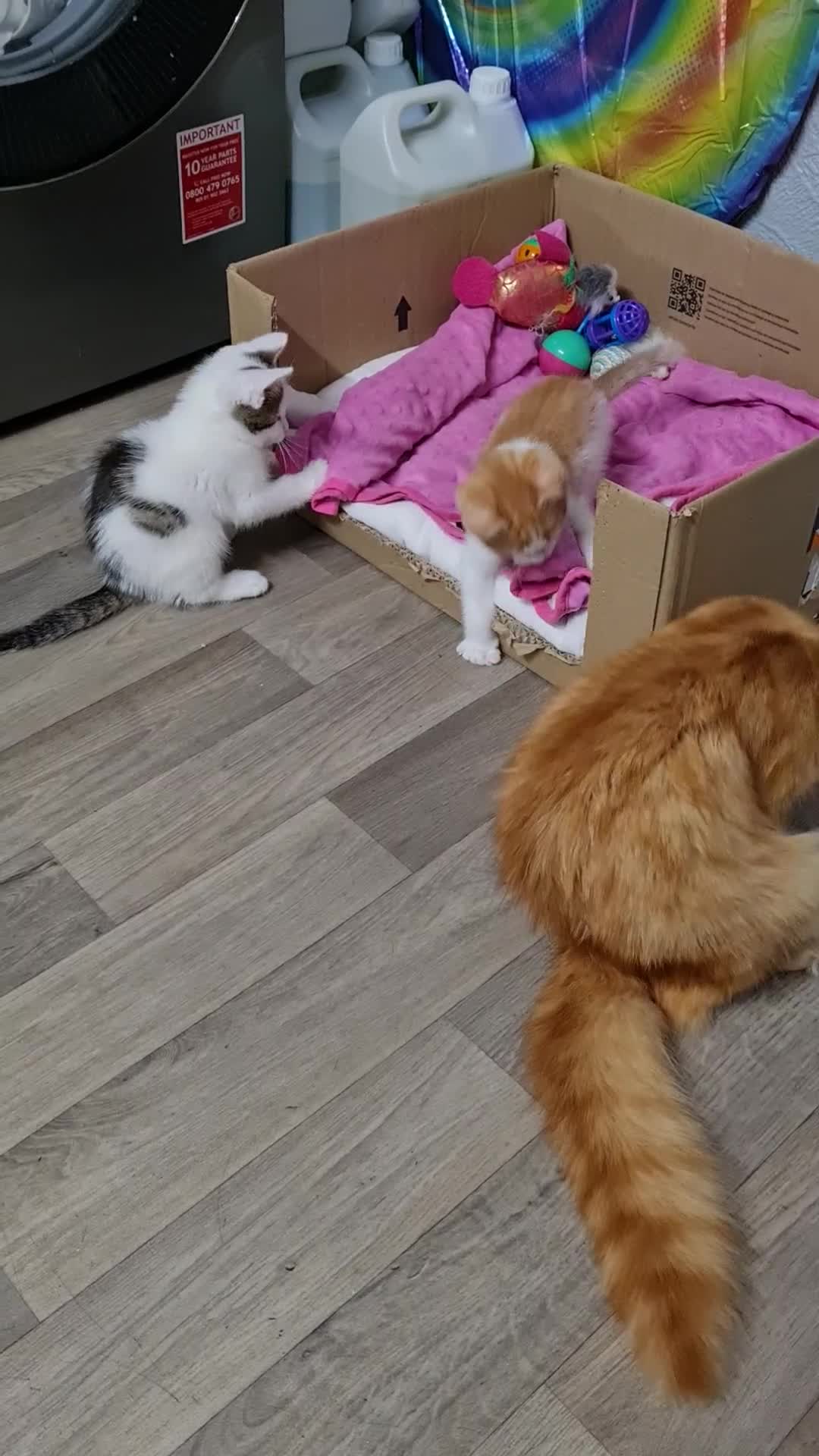 Mixed Breed cats for sale: Kittens😻🧡🧡🩶🤍 - Video 3