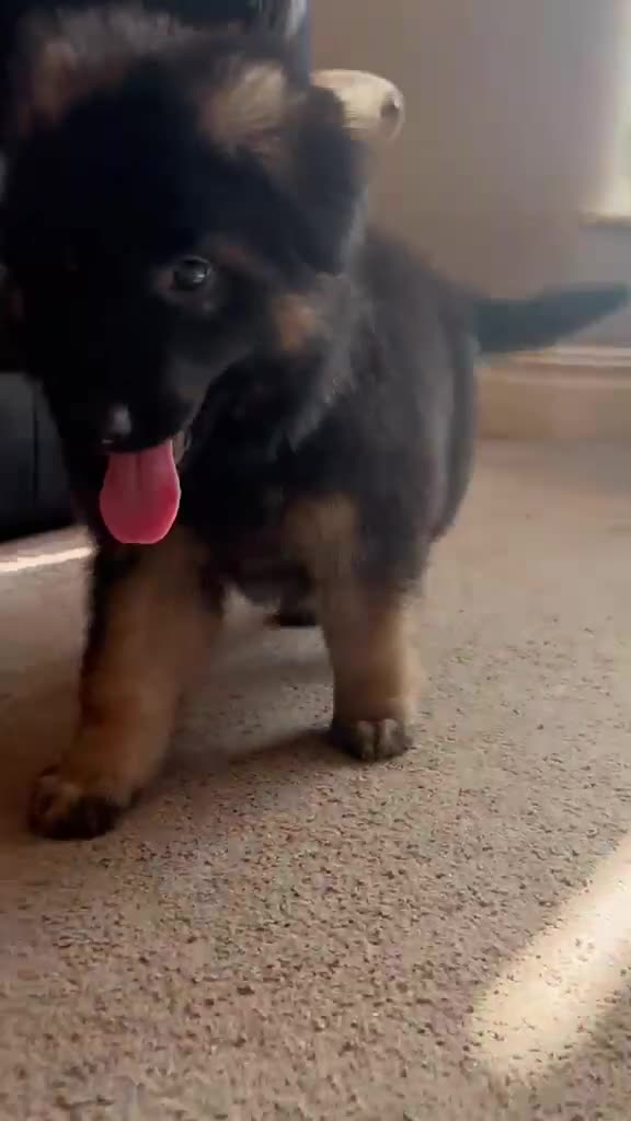 German Shepherd dogs for sale: LARGE KC BIG BONE PUPPIES READY TO GO - Video 2