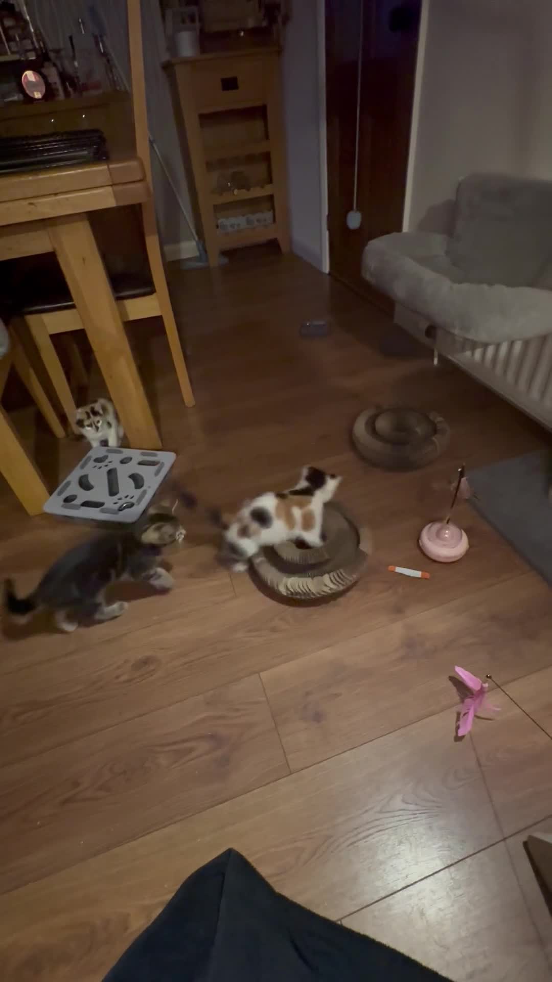 Mixed Breed cats for sale: Stunning kittens available now - Video 1