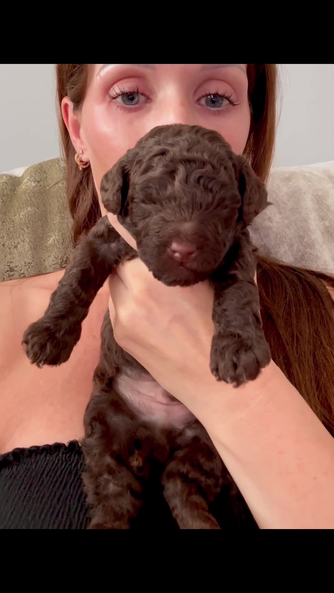 Cockapoo dogs for sale: 🐾 Beautiful F1B Cockapoos –Health Tested Parents  - Video 1