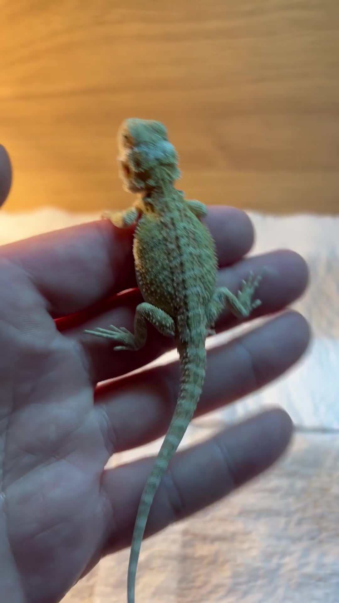 Bearded Dragon reptiles for sale: Friendly bearded baby dragons - Video 1