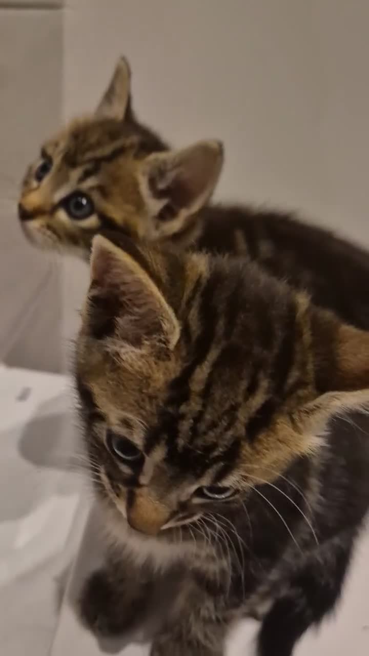 Mixed Breed cats for sale: Cute tabby kittens ready to go to their new homes - Video 2