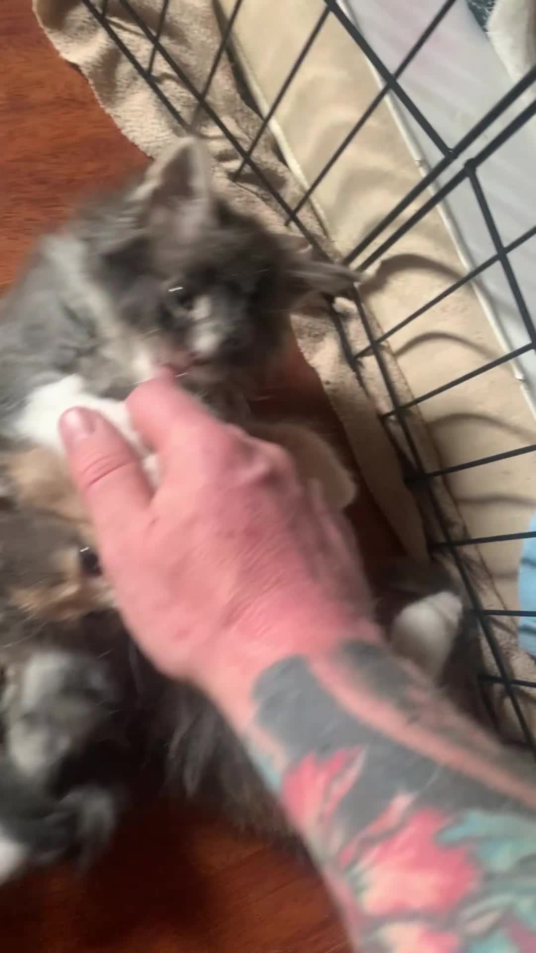 Maine Coon cats for sale: Maine coon kittens in London - Video 1