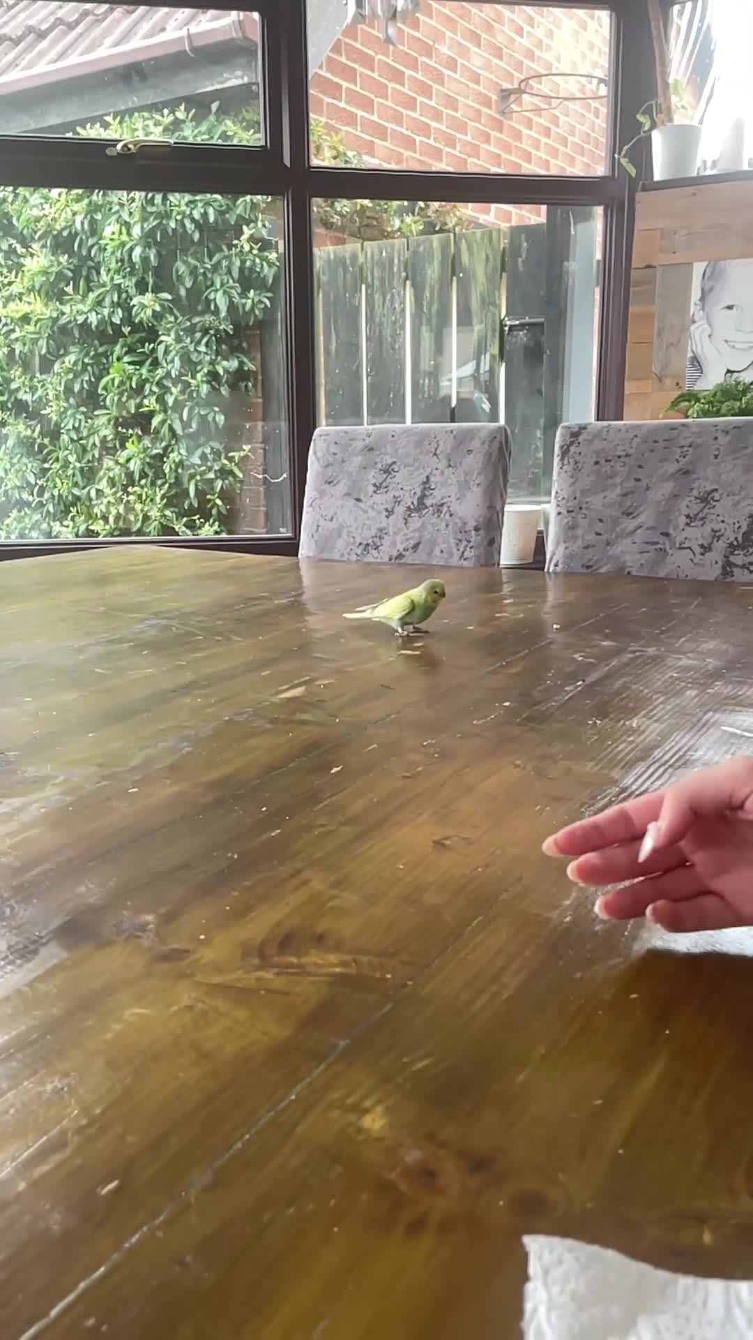 Budgerigars birds for sale: Hand reared baby budgie  in Ulceby - Video 1