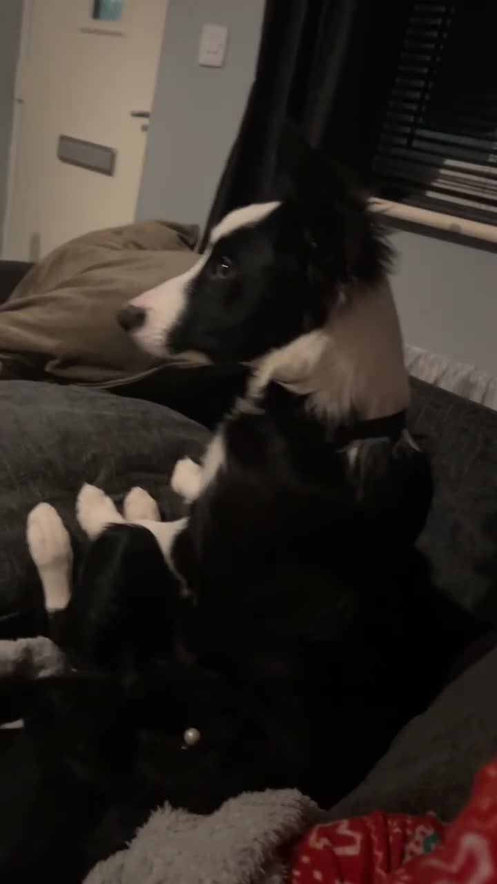 Border Collie dogs for sale: 9 month old border collie female need rehoming  in Newcastle upon Tyne - Video 1
