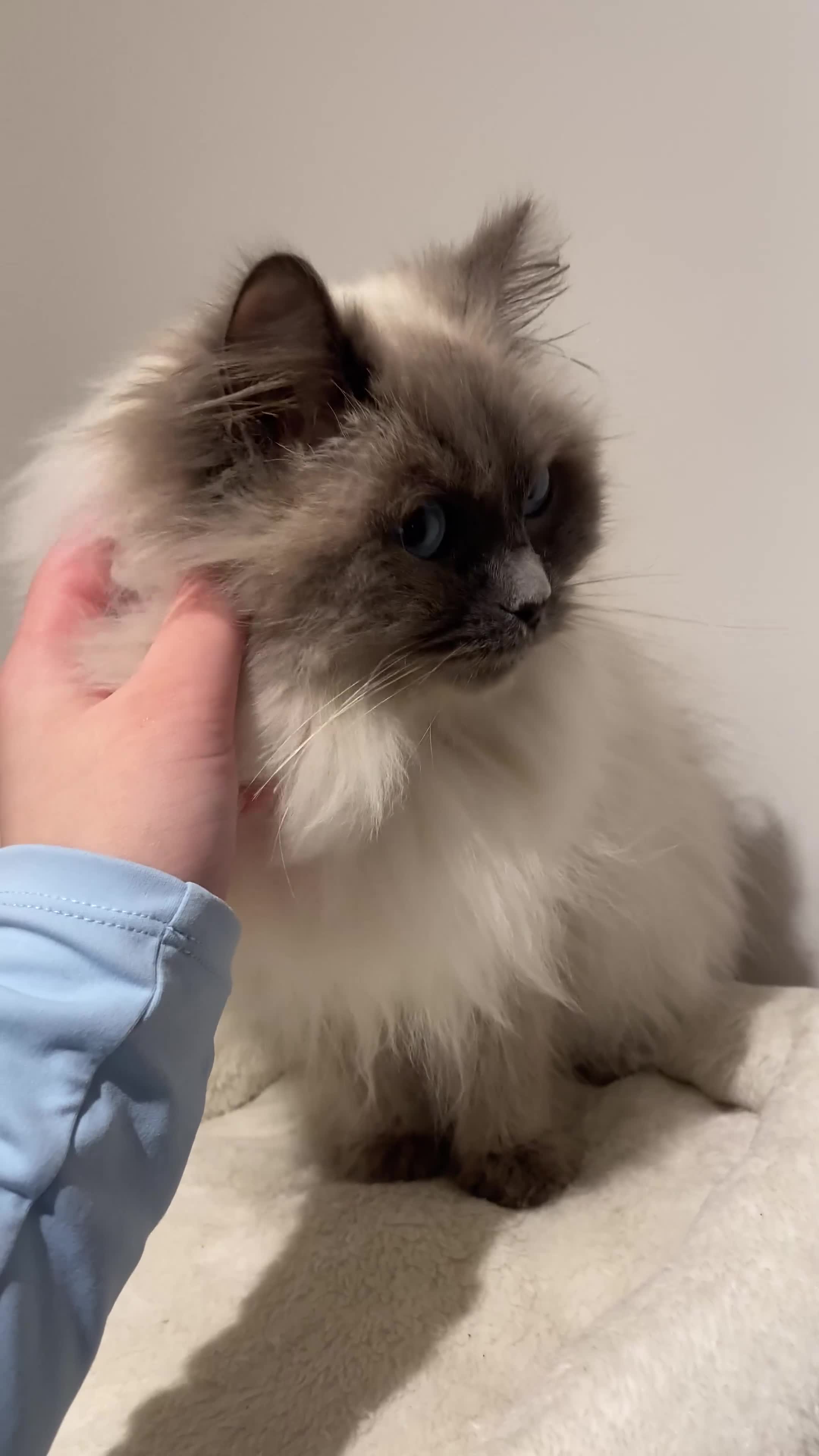 Ragdoll cats for sale: Ragdoll Girl Looking for Her Forever Home  - Video 1