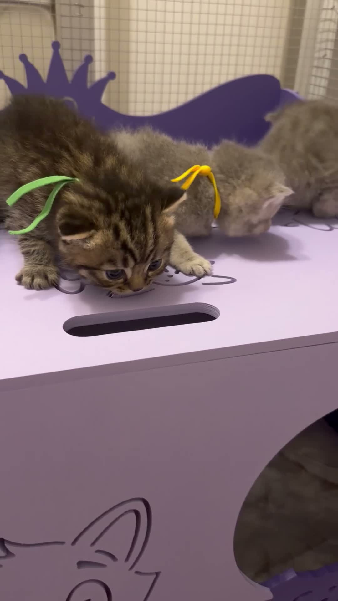 British Shorthair cats for sale: BSH chinchila 💝💝🌟🌟🌟🌟🌟🥇🥇🥇🥇 - Video 1
