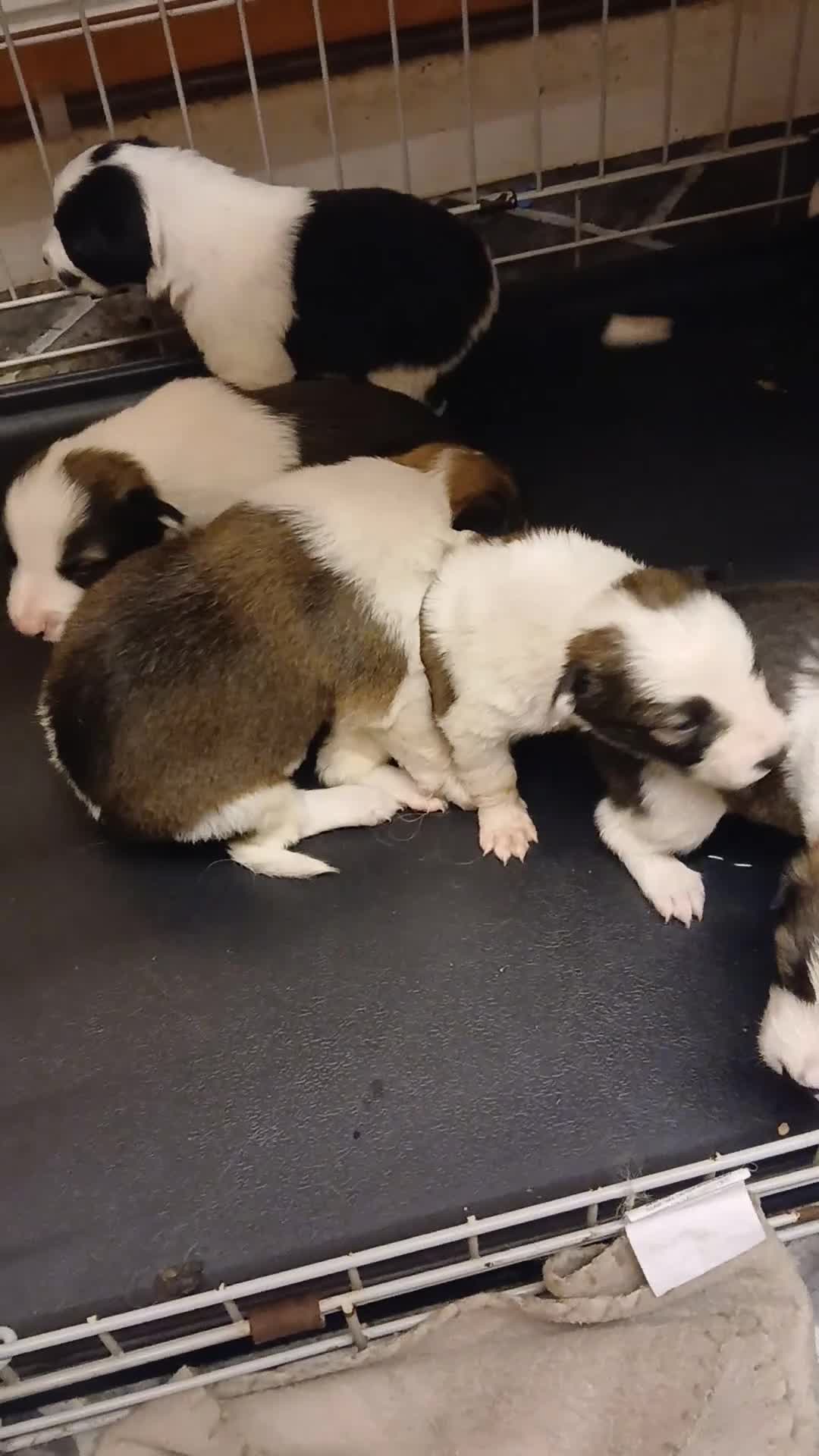 Border Collie dogs for sale: My babies  - Video 1