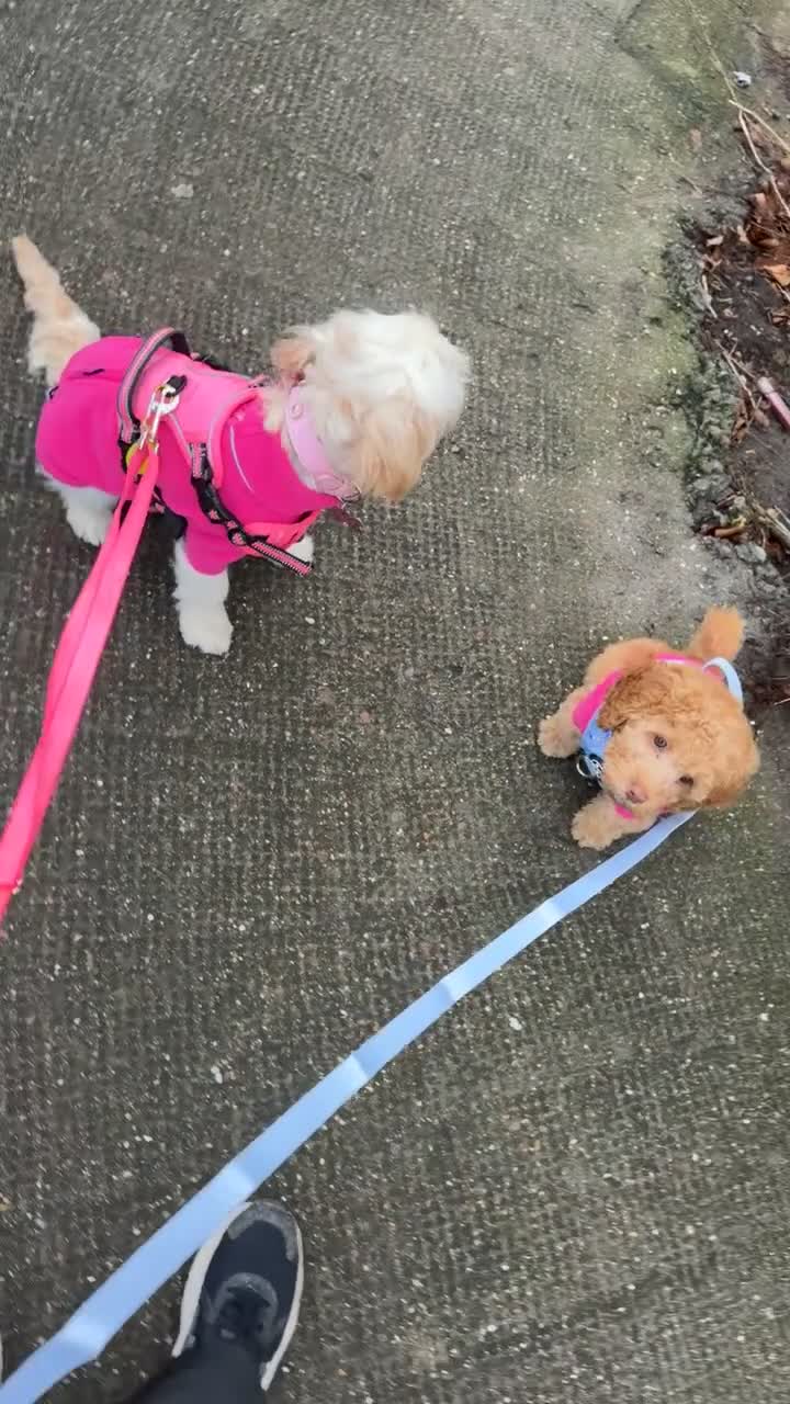 Cockapoo dogs for sale: Female cockapoo - Video 1