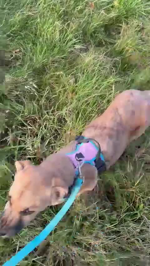 Mixed Breed dogs for adoption: Moccacino  - Video 1