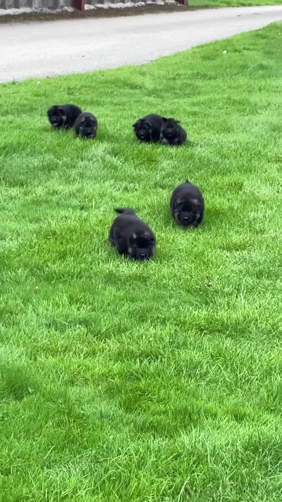 German Shepherd dogs for sale: Stunning German Shepherd Long hair puppies 🥰🔥 - Video 2
