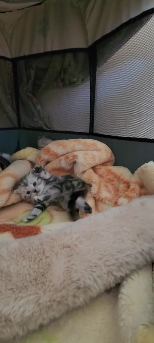 British Shorthair cats for sale: British Shorthair Silver Tabby  - Video 1